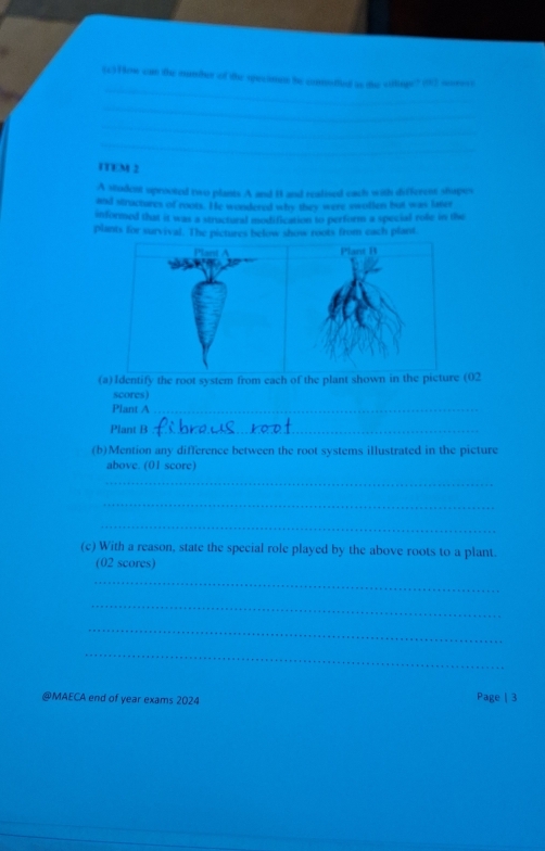 Hon can the mumber of the specimen be comoded isn the cillage? (02 srrers 
_ 
_ 
_ 
ITEM 2 
A student uprooted two plants A and B and realised each with differess shapes 
and structures of roots. He wondered why they were swollen but was later 
informed that it was a structural modification to perform a special role in the 
plants for survival. The pictures below show roots from each plant 
(a)Identify the root system from each of the plant shown in the picture (02 
scores) 
Plant A_ 
Plant B_ 
(b)Mention any difference between the root systems illustrated in the picture 
above. (01 score) 
_ 
_ 
_ 
(c) With a reason, state the special role played by the above roots to a plant. 
(02 scores) 
_ 
_ 
_ 
_ 
@MAECA end of year exams 2024 
Page | 3