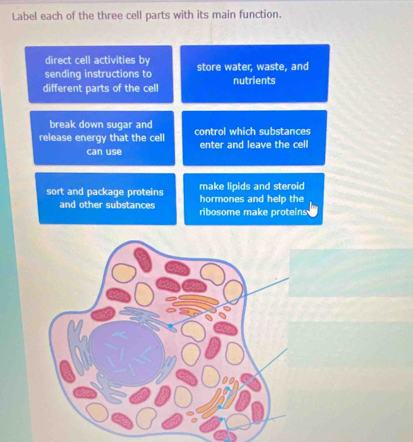 Label each of the three cell parts with its main function. 
direct cell activities by 
sending instructions to store water, waste, and 
different parts of the cell nutrients 
break down sugar and 
release energy that the cell control which substances 
can use enter and leave the cell 
sort and package proteins make lipids and steroid 
and other substances hormones and help the 
ribosome make proteins