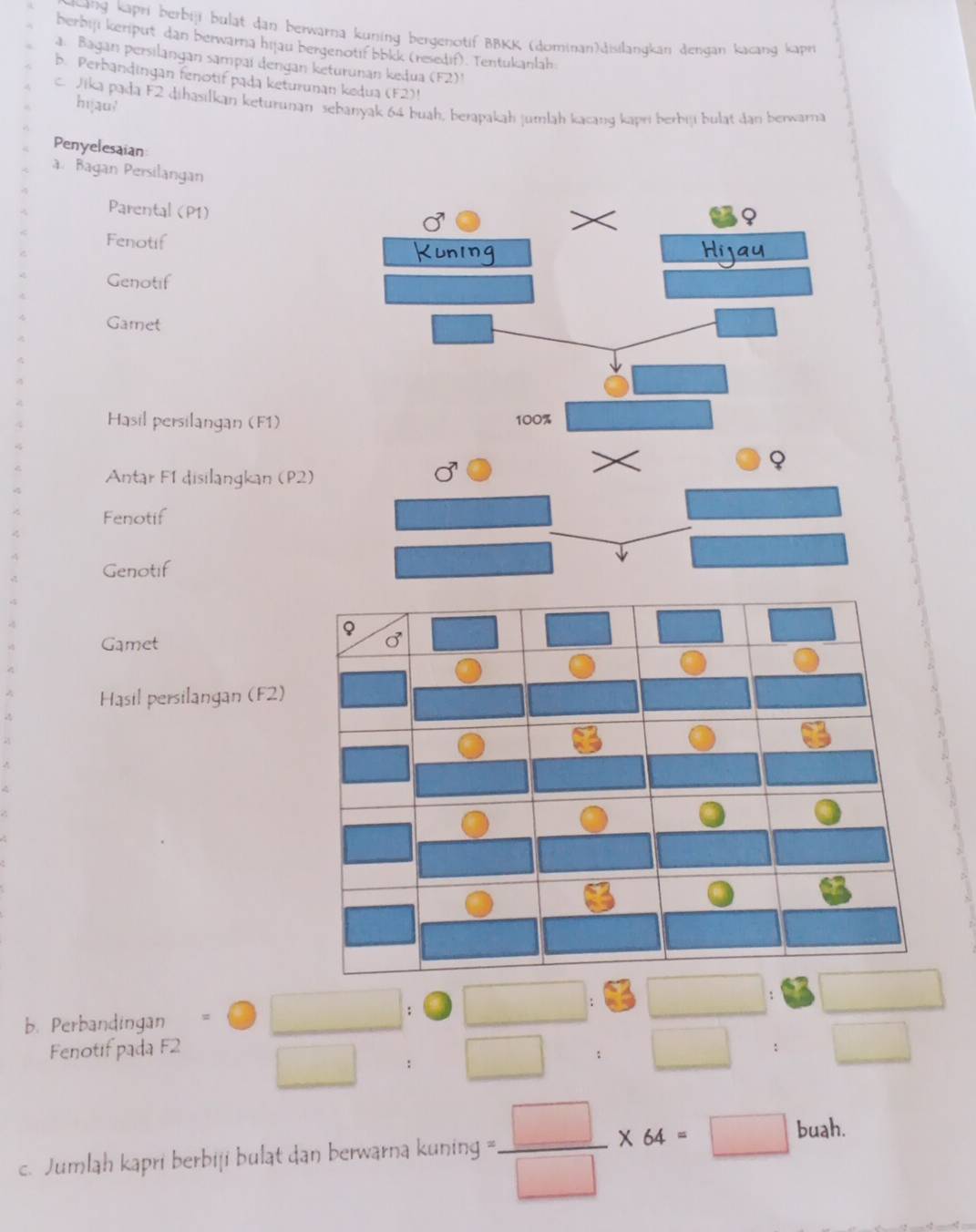cang kapri berbiji bulat dan berwarna kuning bergenotif BBKK (dominan)disilangkan dengan kacang kapr 
berbijı keriput dan berwarna hijau bergenotif bbkk (resedif). Tentukanlah 
a. Bagan persilangan sampaï dengan keturunan kedua (F2) 
b. Perbandingan fenotif pada keturunan kedua (F2)! 
c. Jika pada F2 dihasilkan keturunan sebanyak 64 buah, berapakah jumlah kacang kapri berbiji bulat dan berwara 
hijau/ 
Penyelesaian 
à Bagan Persilangan 
Parental (P1) 
Fenotif 
Genotif 
Gamet 
Hasil persilangan (F1) 
Antar F1 disilangkan (P2) 
Fenotif 
Genotif 
Gamet 
Hasil persilangan (F2) 
: 
b. Perbandingan 
□  
: 
Fenotif pada F2 () ^ 
: 
c. Jumlah kapri berbiji bulat dan berwarna kuning = □ /□  * 64=□ buah.