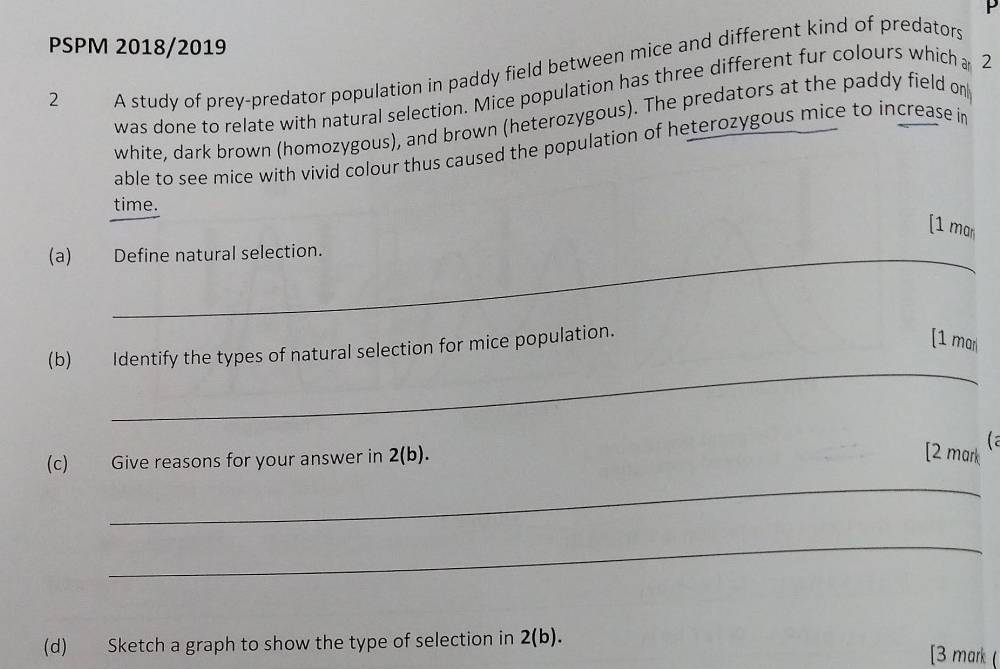 PSPM 2018/2019 
was done to relate with natural selection. Mice population has three different fur colours which 2 
2 
A study of prey-predator population in paddy field between mice and different kind of predators 
white, dark brown (homozygous), and brown (heterozygous). The predators at the paddy field on 
able to see mice with vivid colour thus caused the population of heterozygous mice to increase in 
time. 
[1 man 
(a) Define natural selection. 
(b) Identify the types of natural selection for mice population. 
[1 mar 
_ 
( a 
(c) Give reasons for your answer in 2(b). 
[2 mark 
_ 
_ 
(d) Sketch a graph to show the type of selection in 2(b). [3 mark (