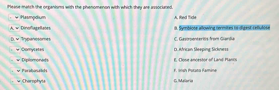 Please match the organisms with the phenomenon with which they are associated.
Plasmodium A. Red Tide
Dinoflagellates B. Symbiote allowing termites to digest cellulose
Trypanosomes C. Gastroenteritis from Giardia
Oomycetes D. African Sleeping Sickness
Diplomonads E. Close ancestor of Land Plants
Parabasalids F. Irish Potato Famine
Charophyta G. Malaria