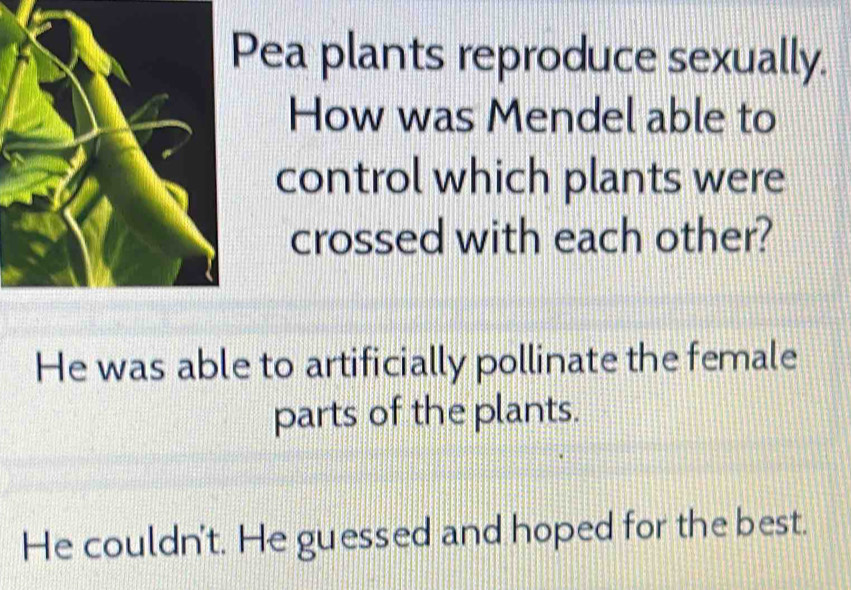 Pea plants reproduce sexually.
How was Mendel able to
control which plants were
crossed with each other?
He was able to artificially pollinate the female
parts of the plants.
He couldn't. He guessed and hoped for the best.