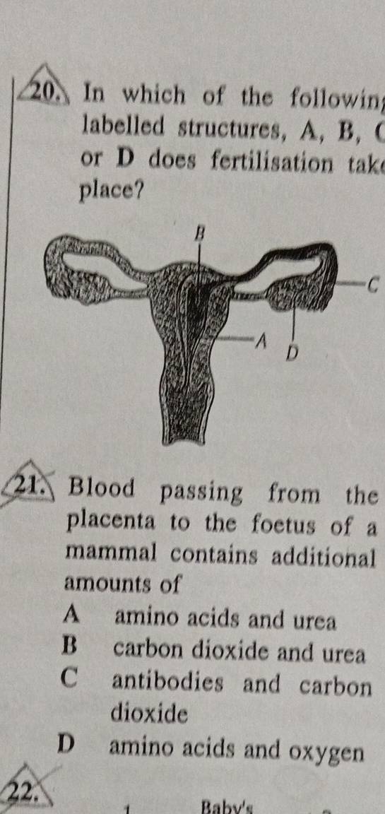 In which of the following
labelled structures, A, B, C
or D does fertilisation take
place?
C
21. Blood passing from the
placenta to the foetus of a
mammal contains additional
amounts of
A amino acids and urea
B carbon dioxide and urea
C antibodies and carbon
dioxide
D amino acids and oxygen
22.
Baby's