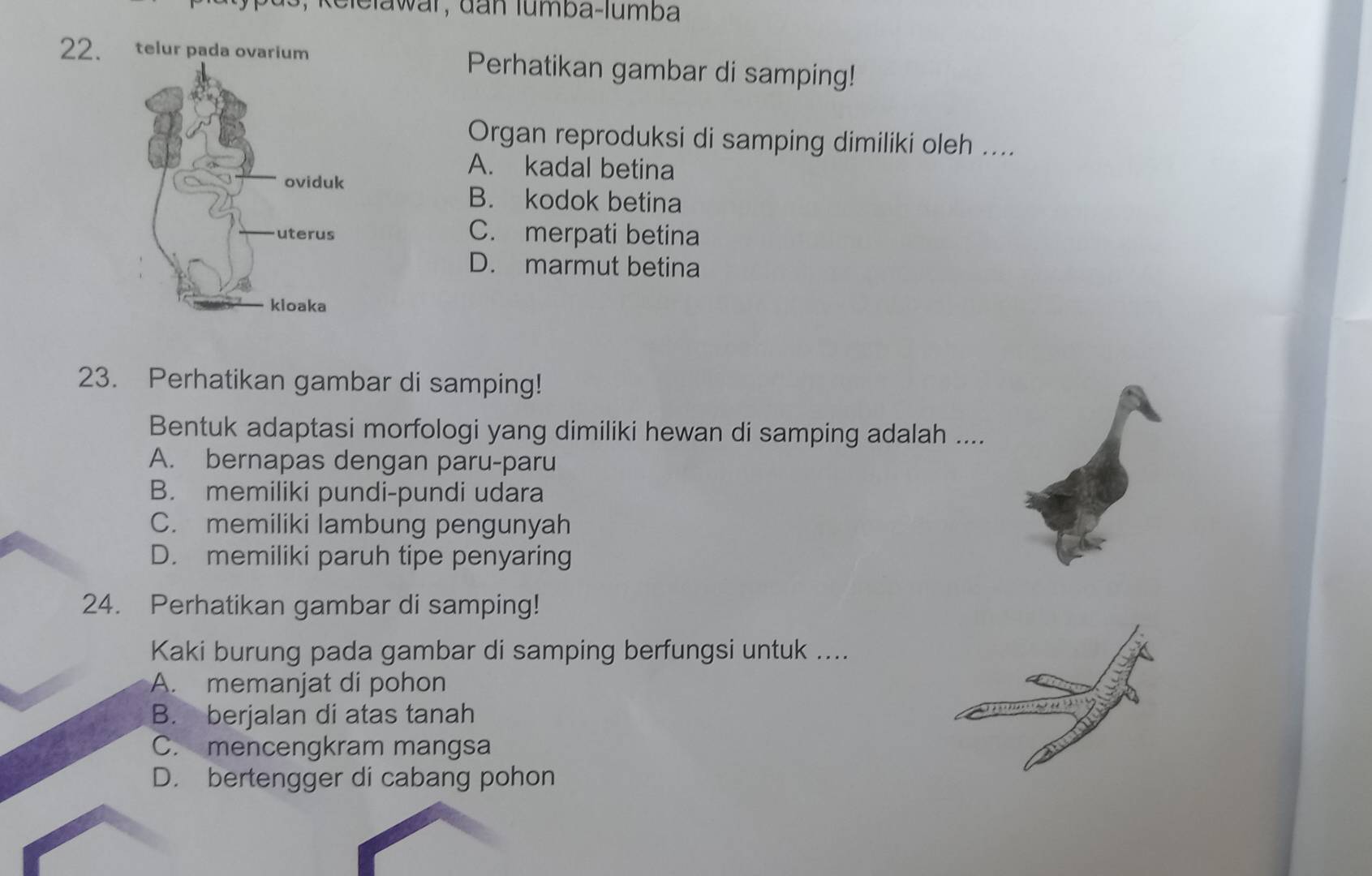 telur pada ovarium Perhatikan gambar di samping!
Organ reproduksi di samping dimiliki oleh ....
A. kadal betina
B. kodok betina
C. merpati betina
D. marmut betina
23. Perhatikan gambar di samping!
Bentuk adaptasi morfologi yang dimiliki hewan di samping adalah ....
A. bernapas dengan paru-paru
B. memiliki pundi-pundi udara
C. memiliki lambung pengunyah
D. memiliki paruh tipe penyaring
24. Perhatikan gambar di samping!
Kaki burung pada gambar di samping berfungsi untuk ....
A. memanjat di pohon
B. berjalan di atas tanah
C. mencengkram mangsa
D. bertengger di cabang pohon