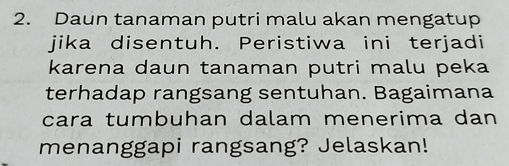 Daun tanaman putri malu akan mengatup 
jika disentuh. Peristiwa ini terjadi 
karena daun tanaman putri malu peka 
terhadap rangsang sentuhan. Bagaimana 
cara tumbuhan dalam menerima dan 
menanggapi rangsang? Jelaskan!