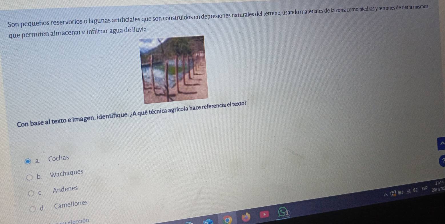 Son pequeños reservorios o lagunas artificiales que son construidos en depresiones naturales del terreno, usando materiales de la zona como piedras y terrones de tierra mismos
que permiten almacenar e infiltrar agua de lluvia.
Con base al texto e imagen, identifique: ¿A qué técnica agrícola hace referencia el texto?
a. Cochas
b. Wachaques
c. Andenes
d. Camellones
elección