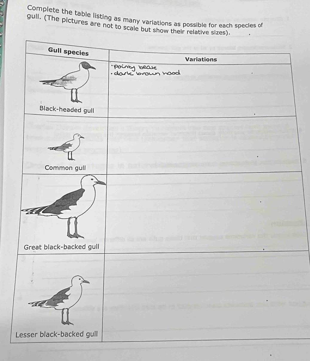 Complete the table listing as many variations as possible for each species of 
gull. (The pictures are not to scale but sho