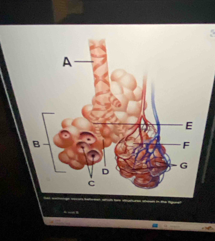 uctures shown in a of