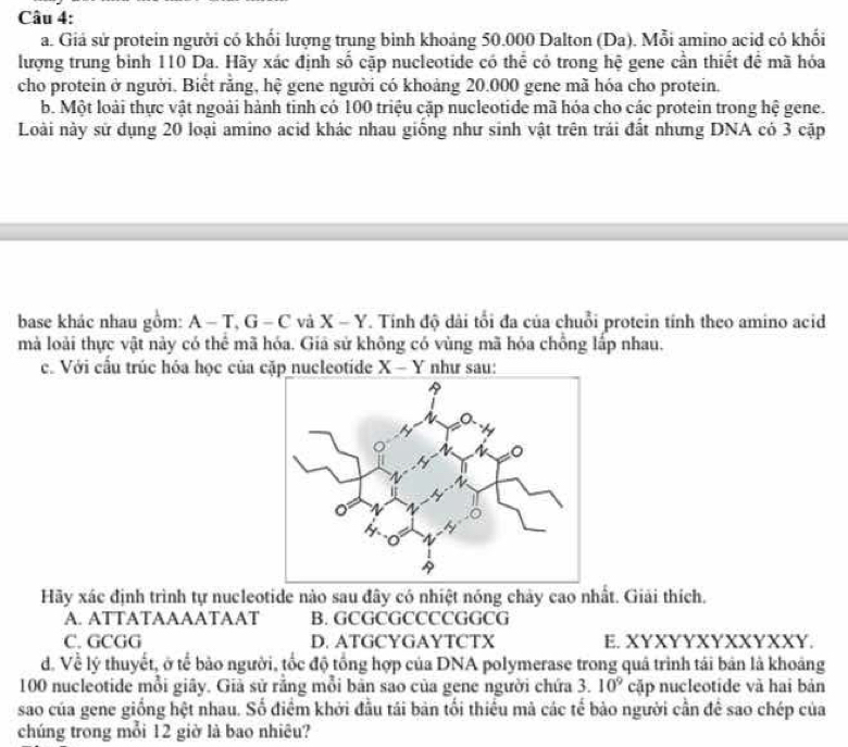 Giả sử protein người có khổi lượng trung binh khoảng 50.000 Dalton (Da). Mỗi amino acid có khổi
lượng trung bình 110 Da. Hãy xác định số cặp nucleotide có thể có trong hệ gene cần thiết để mã hóa
cho protein ở người. Biết rằng, hệ gene người có khoảng 20.000 gene mã hóa cho protein.
b. Một loài thực vật ngoài hành tinh có 100 triệu cặp nucleotide mã hóa cho các protein trong hệ gene.
Loài này sử dụng 20 loại amino acid khác nhau giống như sinh vật trên trái đất nhưng DNA có 3 cập
base khác nhau gồm: A-T, G-C và X-Y T. Tính độ dài tổi đa của chuỗi protein tính theo amino acid
mà loài thực vật này có thể mã hóa. Giả sử không có vùng mã hóa chồng lấp nhau.
c. Với cầu trúc hóa học của cặp nucleotide X-Y như sau:
Hãy xác định trình tự nucleotide nào sau đây có nhiệt nóng chảy cao nhất. Giải thích.
A. ATTATAAAATAAT B. GCGCGCCCCGGCG
C. GCGG D. ATGCYGAYTCTX E. XYXYYXYXXYXXY.
d. Về lý thuyết, ở tế bảo người, tốc độ tổng hợp của DNA polymerase trong quá trình tái bản là khoảng
100 nucleotide mỗi giây. Giả sử rằng mỗi bản sao của gene người chứa 3. 10^9 cặp nucleotide và hai bản
sao của gene giống hệt nhau. Số điểm khởi đầu tái bản tối thiểu mà các tế bảo người cần để sao chép của
chúng trong mỗi 12 giờ là bao nhiêu?