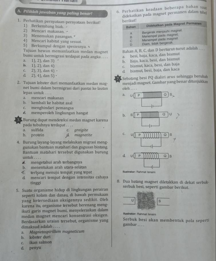 Pilihlah jawaban yang paling benar!
6. Perhatikan keadaan beberapa bahan saat
didekatkan pada magnet permanen dalam tabel
1. Perhatikan pernyataan-pernyataan berikut!
1) Berkembang biak. 
2) Mencari makanan. 
3) Menemukan pasangan. * 
4) Mencari habitat yang sesuai.
5) Berkumpul dengan spesiesnya. 
Tujuan hewan memanfaatkan medan magnet Bahan A, B, C, dan D berturut-turut adalah . . , .
bumi untuk bermigrasi terdapat pada angka . . . . a. besi, baja, kaca, dan bismut
a. 1), 2), dan 3) b. baja, kaca, besi, dan bismut
b. 1), 2), dan 4) c. bismut, kaca, besi, dan baja
c. 2), 3), dan 4) · d. bismut, besi, baja, dan kaca
d. 2), 4), dan 5)。
Sebatang besi PQ dialiri arus sehingga berubah
2. Tujuan lobster duri memanfaatkan medan mag- menjadi magnet. Gambar yang benar ditunjukkan
net bumi dalam bermigrasi dari pantai ke lautan oleh . . . .
lepas untuk . . . . Q s
a. U P
a. mencari makanan
b. kembali ke habitat asal
c. menghindari pemangsa
memperoleh lingkungan hangat Q
b. s P
Burung dapat mendetksi medan magnet karena
pada tubuhnya terdapat . . . .
a. sulfida c. greigite
C. U
b. protein d. magnetite P Q s
4. Burung layang-layang melakukan migrasi meng-
gunakan bantuan matahari dan gugusan bintang.
Bantuan matahari tersebut digunakan burung
untuk . . . .
d. u P Q s
. mengetahui arah terbangnya
b. menentukan arah utara-selátan
c. terbang menuju tempat yang tepat Ilustrator: Rahmal Isnaini
d. mencari tempat dengan intensitas cahaya
tinggi 8. Dua batang magnet diletakkan di dekat serbuk-
serbuk besi, seperti gambar berikut.
5. Suatu organisme hidup di lingkungan perairan
seperti kolam dan danau, di bawah permukaan
yang ketersediaan oksigennya sedikit. Oleh U s
karena itu, organisme tersebut berenang meng-
ikuti garis magnet bumi, menyeleraskan dalam
medan magnet mencari konsentrasi oksigen. Ilustrator: Rahmat Isnaini
Berdasarkan uraian tersebut, organisme yang Serbuk besi akan membentuk pola seperti
dimaksud adalah . . . . gambar ._
a. Magnetospirillum magneticum
b. lobster duri
c. ikan salmon
d penyu