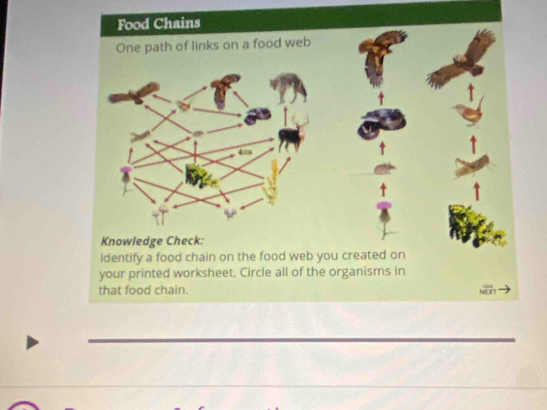 Food Chains 
of links on a food web 
Knowledge Check: 
ldentify a food chain on the food web you created on 
your printed worksheet. Circle all of the organisms in 
that food chain.