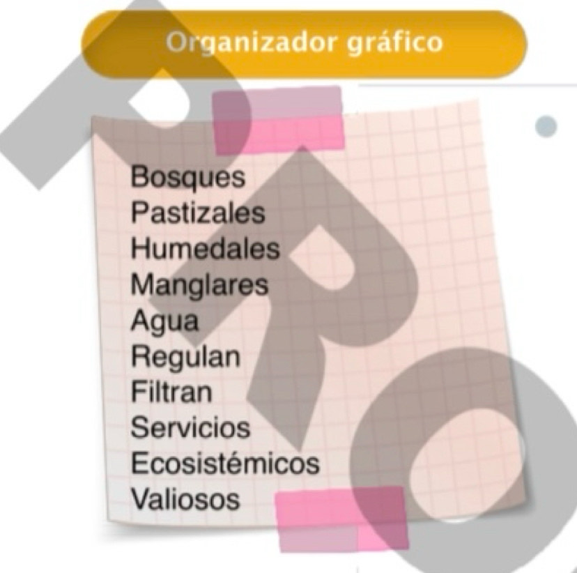 Organizador gráfico