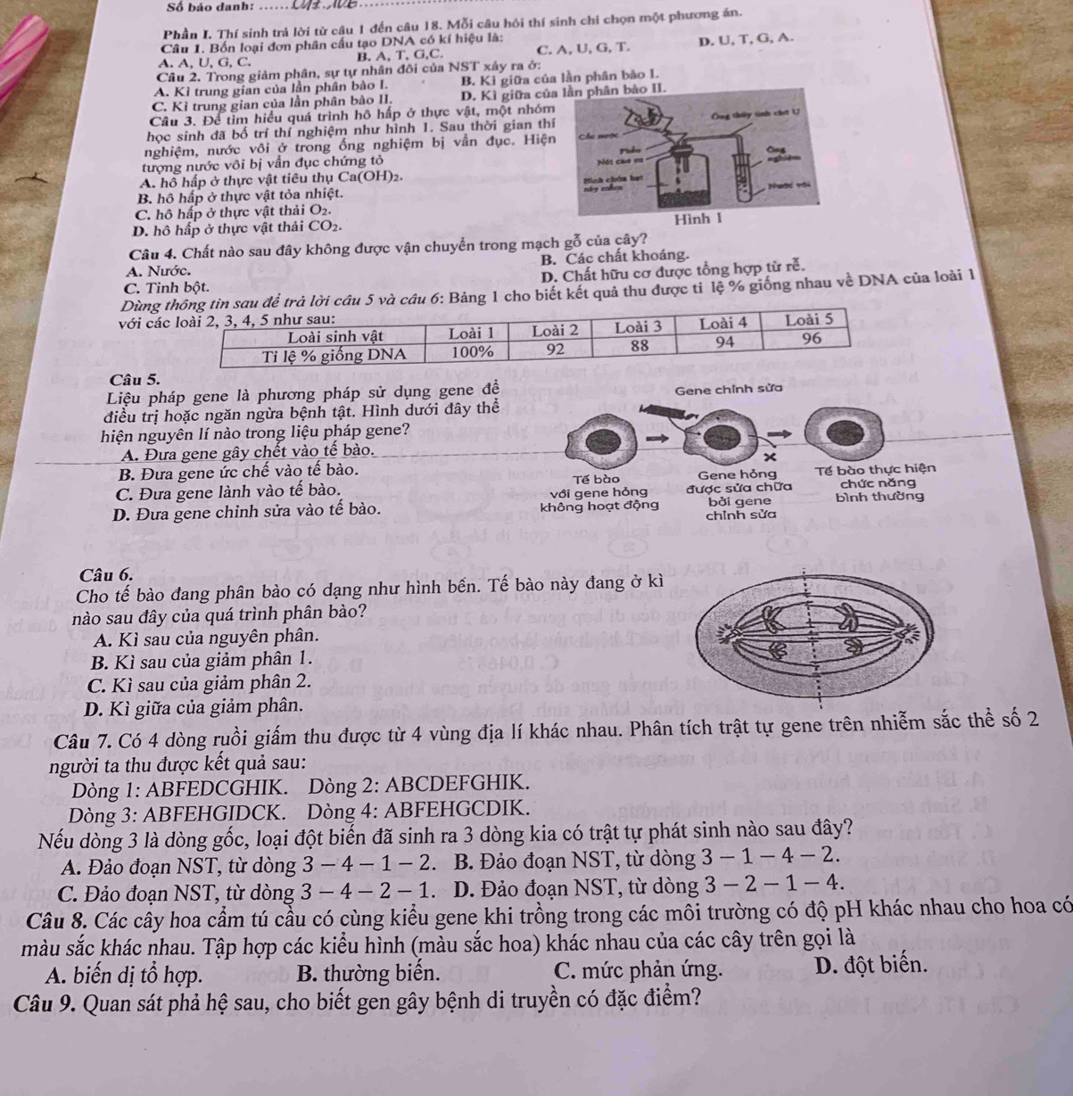 Số báo danh:
Phần I. Thí sinh trả lời từ câu 1 đến câu 18. Mỗi câu hỏi thí sinh chi chọn một phương án.
Câu 1. Bốn loại đơn phân cấu tạo DNA có kí hiệu là:
A. A, U, G, C. B. A, T, G,C. C. A, U, G, T. D. U, T, G, A.
Câu 2. Trong giảm phân, sự tự nhân đôi của NST xây ra ở:
A. Kì trung gian của lần phân bào I. B. Kỉ giữa của lần phân bảo I.
C. Kì trung gian của lần phân bào II. D. Kì giữa c
Câu 3. Để tìm hiểu quá trình hô hấp ở thực vật, một nhó
học sinh đã bố trí thí nghiệm như hình 1. Sau thời gian t
nghiệm, nước vôi ở trong ống nghiệm bị vẫn đục. Hiệ
tượng nước vôi bị vẫn đục chứng tỏ
A. hồ hấp ở thực vật tiêu thụ Ca(OH)2.
B. hô hấp ở thực vật tỏa nhiệt.
C. hô hấp ở thực vật thải O2.
D. hô hấp ở thực vật thải CO2.
Câu 4. Chất nào sau đây không được vận chuyển trong mạch gỗ của cây?
A. Nước. B. Các chất khoáng.
C. Tinh bột. D. Chất hữu cơ được tổng hợp từ rễ.
Dùng lời câu 5 và câu 6: Bảng 1 cho biết kết quả thu được tỉ lệ % giống nhau về DNA của loài 1
với cá
Câu 5.
Liệu pháp gene là phương pháp sử dụng gene đề Gene chỉnh sửa
điều trị hoặc ngăn ngừa bệnh tật. Hình dưới đây thể
hiện nguyên lí nào trong liệu pháp gene?
A. Đưa gene gây chết vào tế bào.
×
B. Đưa gene ức chế vào tế bào. Tế bào Gene hỏng chức năng
C. Đưa gene lành vào tế bào. được sửa chữa Tế bào thực hiện
với gene hỏng
D. Đưa gene chỉnh sửa vào tế bào. không hoạt động chỉnh sửa bởi gene bình thường
Câu 6.
Cho tế bào đang phân bào có dạng như hình bến. Tế bào này đang ở kì
nào sau đây của quá trình phân bào?
A. Kì sau của nguyên phân.
B. Kì sau của giảm phân 1.
C. Kì sau của giảm phân 2.
D. Kì giữa của giảm phân.
Câu 7. Có 4 dòng ruồi giấm thu được từ 4 vùng địa lí khác nhau. Phân tích trật tự gene trên nhiễm sắc thể số 2
người ta thu được kết quả sau:
Dòng 1: ABFEDCGHIK. Dòng 2: ABCDEFGHIK.
Dòng 3: ABFEHGIDCK. Dòng 4: ABFEHGCDIK.
Nếu dòng 3 là dòng gốc, loại đột biến đã sinh ra 3 dòng kia có trật tự phát sinh nào sau đây?
A. Đảo đoạn NST, từ dòng 3 -4-1-2 、 B. Đảo đoạn NST, từ dòng 3-1-4-2.
C. Đảo đoạn NST, từ dòng 3-4-2-1 D. Đảo đoạn NST, từ dòng 3-2-1-4.
Câu 8. Các cây hoa cẩm tú cầu có cùng kiểu gene khi trồng trong các môi trường có độ pH khác nhau cho hoa có
màu sắc khác nhau. Tập hợp các kiểu hình (màu sắc hoa) khác nhau của các cây trên gọi là
A. biến dị tổ hợp. B. thường biến. C. mức phản ứng. D. đột biến.
Câu 9. Quan sát phả hệ sau, cho biết gen gây bệnh di truyền có đặc điểm?