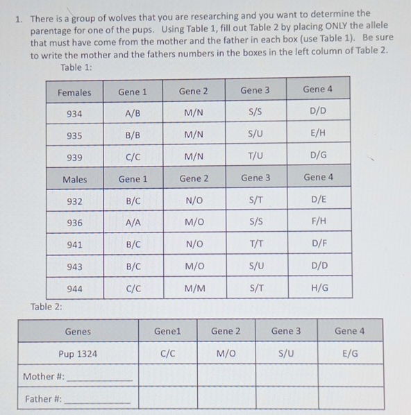 There is a group of wolves that you are researching and you want to determine the 
parentage for one of the pups. Using Table 1, fill out Table 2 by placing ONLY the allele 
that must have come from the mother and the father in each box (use Table 1). Be sure 
to write the mother and the fathers numbers in the boxes in the left column of Table 2. 
Table 1: