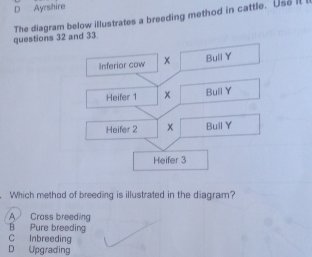 D Ayrshire
The diagram below illustrates a breeding method in cattle. Use It l
questions 32 and 33.
. Which method of breeding is illustrated in the diagram?
A Cross breeding
B Pure breeding
C Inbreeding
D Upgrading