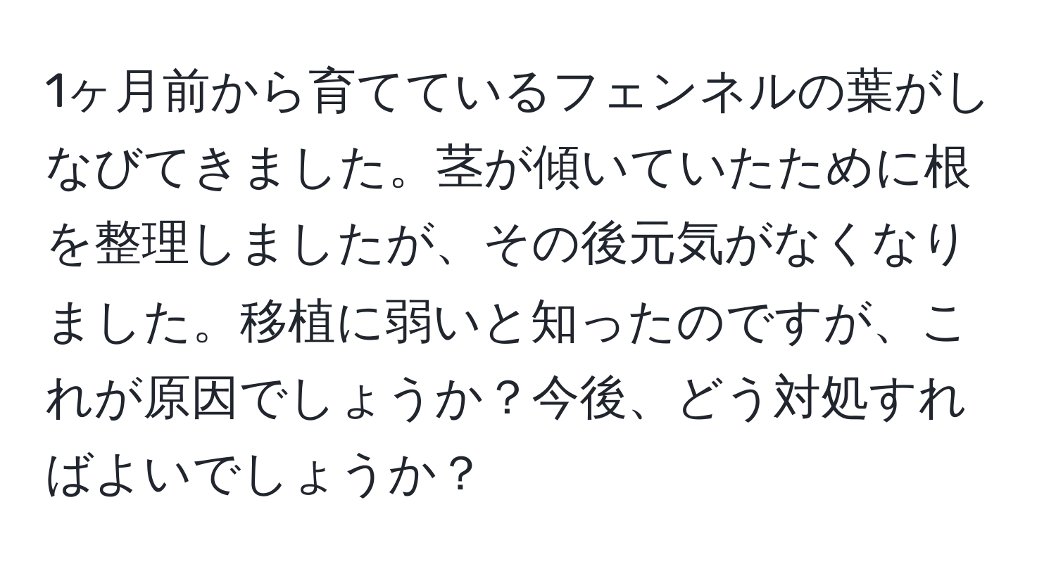 1ヶ月前から育てているフェンネルの葉がしなびてきました。茎が傾いていたために根を整理しましたが、その後元気がなくなりました。移植に弱いと知ったのですが、これが原因でしょうか？今後、どう対処すればよいでしょうか？