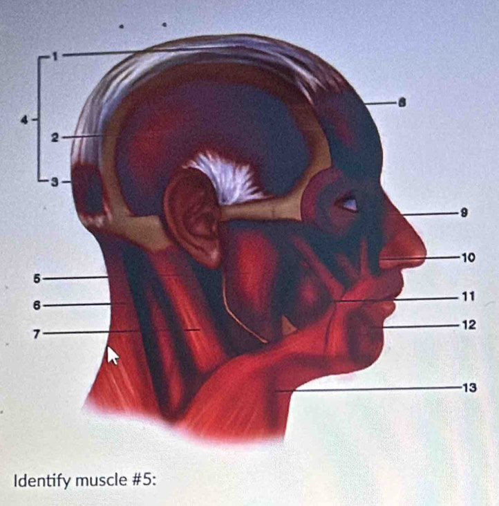 4 
2 
3 
Identify muscle #5: