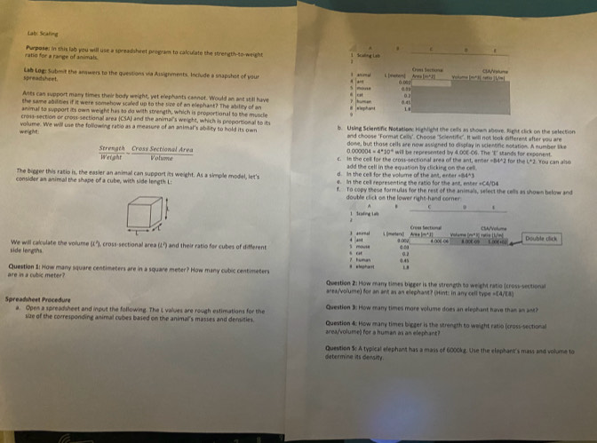 Lab: Scaling
ratio for a range of animals. Purpose: in this lab you will use a spreadsheet program to calculate the strength-to-weight 
spreadsheet. Lab Log: Submit the answers to the questions via Assignments. Include a snapshot of your 
Ants can support many times their body weight, yet elephants cannot. Would an ant still have 
the same abilities if it were somehow scaled up to the size of an elephant? The ability of an 
animal to support its own weight has to do with strength, which is proportional to the muscle
cross-section or cross-sectional area |CSA| I and the animal's weight, which is proportional to its
weight: volume. We will use the following ratio as a measure of an animal's ability to hold its own b. Usieg Scientific Notation: Highlight the cells as shown above. Right click on the selection
and choose 'Format Cells'. Choose 'Scientific". It will not look different after you are
done, but those cells are now assigned to display in scientific notation. A number like
M=4°10° ' will be represented by 4.00E-CG. The 'E' stands for exponent.
Strength Cross Sectional Area Weraht Volue c. in the cell for the cross-sectional area of the ant, enter =B4^(2 for the L*2. You can also
add the cell in the equation by clicking on the cell.
d. In the cell for the volume of the ant, enter +64^circ)3
The bigger this ratio is, the easier an animal can support its weight. As a simple model, let's e. In the cell representing the ratio for the ant, enter =C4/D4
consider an animal the shape of a cube, with side length L: f. To copy these formulas for the rest of the animals, select the cells as shown below and
double click on the lower right-hand corner^(1 Scafing Lil
L (maners) Area m* J] Cross bectional Woame (r' 1) raia LVn) CSA/Volume
l aniral
side lengths We will cakulate the volum alpha =^h) cross-sectional area [L^2] and their ratio for cubes of different 5 mouse 4 |a=t 4-000 0.45 4 006-06 8.00-∞ 5 20010 Double click
α∞
s ca 0.2
# elephant 7 human
are in a cubic meter? Question 1: How many square centimeters are in a square meter? How many cubic centimeters
Question 2: How many times bigger is the strength to weight ratio (cross-sectional
area/volume) for an ant as an elephant? (Hint: in any cell type =E4/E8)
Spreadsheet Procedure a. Open a spreadsheet and input the following. The L values are rough estimations for the Question 3: How many times more volume does an elephant have than an ant?
size of the corresponding animal cubes based on the animal's masses and dersities Question 4: How many times bigger is the strength to weight ratio (cross-sectional
area/volume) for a human as an elephant?
determine its density. Question S: A typical elephant has a mass of 6000kg. Use the elephant's mass and volume to