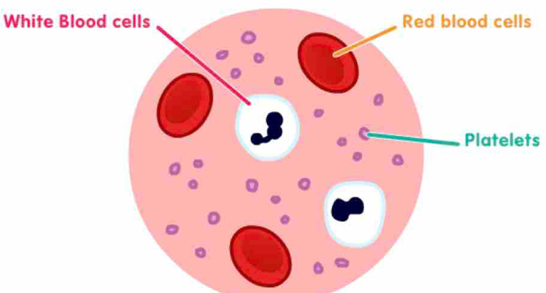 White Bl 
Platelets