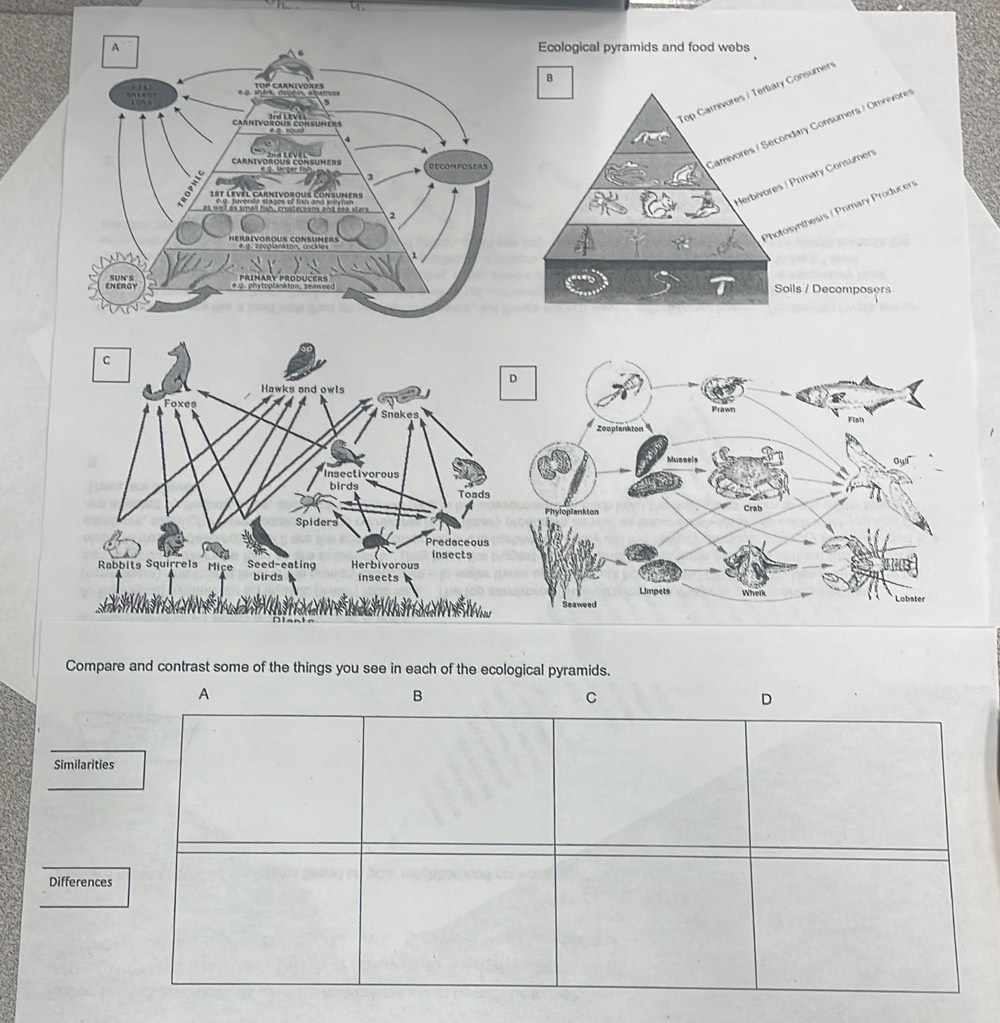 Solved: Ecological pyramids and food webs B Top Carnivores / Tertary ...