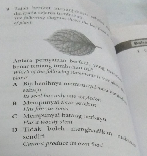 ajah berikut menunjukkan se
daripada sejenis tumbuhan.
of plant.
he following diagram shows the lea rom 
Baha
1 (
benar tentang tumbuhan itu?
Antara pernyataan berikut, yang manak 
plant?
Which of the following statements is true abow
A Biji benihnya mempunyai satu kotiled
sahaja
Its seed has only one cotyledon
B Mempunyai akar serabut
Has fibrous roots
C Mempunyai batang berkayu
Has a woody stem
D Tidak boleh menghasílkan makana
sendiri
Cannot produce its own food