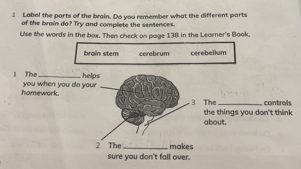 Selesai:Label the parts of the brain. Do you remember what the ...