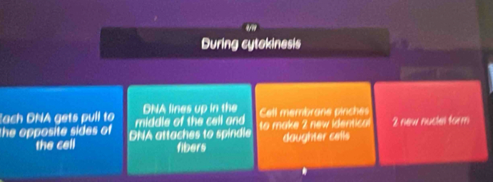 9/19 
During cytokinesis 
DNA lines up in the 
ach DNA gets pull to middle of the cell and Cell membrane pirches 
the opposite sides of DNA attaches to spindle to make 2 new identical 2 new nuctel form 
the cell fibers daughter cells