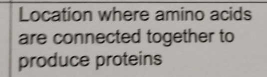 Location where amino acids 
are connected together to 
produce proteins