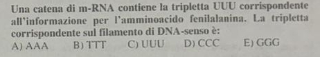 Una catena di m-RNA contiene la tripletta UUU corrispondente
all’informazione per l'amminoacido fenilalanina. La tripletta
corrispondente sul filamento di DNA-senso è:
A) AAA B) TTT C) UUU D) CCC E) GGG