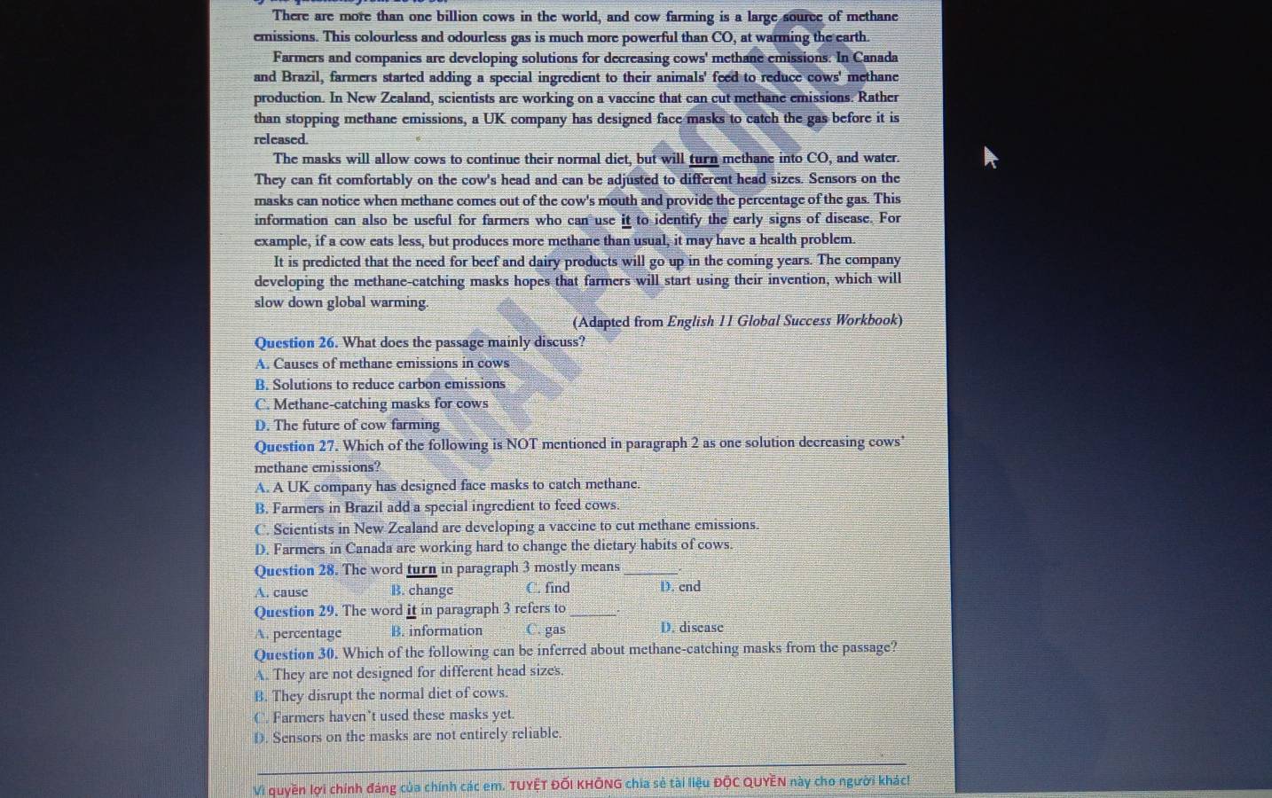 There are more than one billion cows in the world, and cow farming is a large source of methane
emissions. This colourless and odourless gas is much more powerful than CO, at warming the earth.
Farmers and companies are developing solutions for decreasing cows' methane emissions. In Canada
and Brazil, farmers started adding a special ingredient to their animals' feed to reduce cows' methane
production. In New Zealand, scientists are working on a vaccine that can cut methane emissions. Rather
than stopping methane emissions, a UK company has designed face masks to catch the gas before it is
released.
The masks will allow cows to continue their normal diet, but will turn methane into CO, and water
They can fit comfortably on the cow's head and can be adjusted to different head sizes. Sensors on the
masks can notice when methane comes out of the cow's mouth and provide the percentage of the gas. This
information can also be useful for farmers who can use it to identify the early signs of disease. For
example, if a cow eats less, but produces more methane than usual, it may have a health problem.
It is predicted that the need for beef and dairy products will go up in the coming years. The company
developing the methane-catching masks hopes that farmers will start using their invention, which will
slow down global warming
(Adapted from English 11 Global Success Workbook)
Question 26. What does the passage mainly discuss?
A. Causes of methane emissions in cows
B. Solutions to reduce carbon emissions
C. Methane-catching masks for cows
D. The future of cow farming
Question 27. Which of the following is NOT mentioned in paragraph 2 as one solution decreasing cows
methane emissions?
A. A UK company has designed face masks to catch methane
B. Farmers in Brazil add a special ingredient to feed cows.
C. Scientists in New Zealand are developing a vaccine to cut methane emissions.
D. Farmers in Canada are working hard to change the dietary habits of cows.
Question 28. The word turn in paragraph 3 mostly means_
A. cause B. change C. find D. end
Question 29. The word it in paragraph 3 refers to_
A. percentage B. information C. gas D. disease
Question 30. Which of the following can be inferred about methane-catching masks from the passage?
A. They are not designed for different head sizes.
B. They disrupt the normal diet of cows.
C. Farmers haven't used these masks yet
D. Sensors on the masks are not entirely reliable
_
Vì quyền lợi chính đáng của chính các em. TUYÊT ĐỐI KHÔNG chia sẻ tài liệu ĐỘC QUYEN này cho người khác!