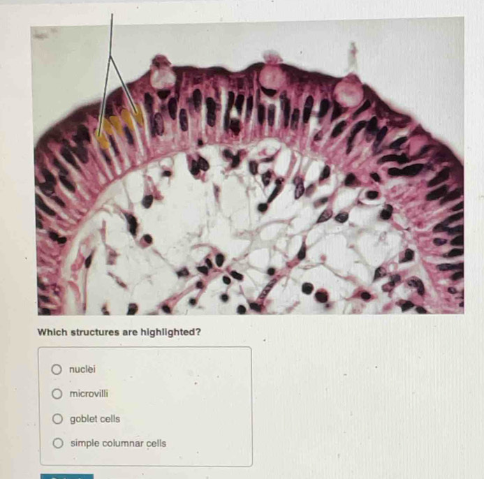 nuclei
microvilli
goblet cells
simple columnar cells