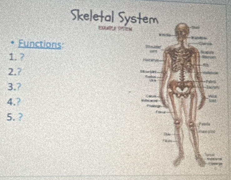 Skeletal Sys 

Functions: 
1. ? 
2.? 
3.? 
4.? 
5.?