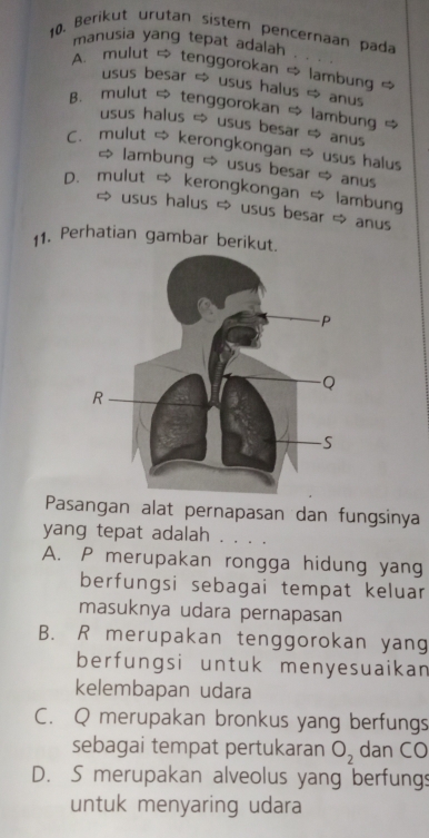 Berikut urutan sistem pencernaan pada
manusia yang tepat adalah
A. mulut ⇒ tenggorokan lambung 
usus besar ∞ usus halus ⇒ anus
B. mulut tenggorokan lambung 
usus halus ∞ usus besar ≈ anus
C. mulut ∞ kerongkongan ≈ usus halus
lambung → usus besar ∞ anus
D. mulut kerongkongan & lambung
⇔ usus halus ⇒ usus besar ⇒ anus
11. Perhatian gambar berikut.
Pasangan alat pernapasan dan fungsinya
yang tepat adalah
A. P merupakan rongga hidung yang
berfungsi sebagai tempat keluar
masuknya udara pernapasan
B. R merupakan tenggorokan yang
berfungsi untuk menyesuaikan
kelembapan udara
C. Q merupakan bronkus yang berfungs
sebagai tempat pertukaran O_2 dan CO
D. S merupakan alveolus yang berfungs
untuk menyaring udara