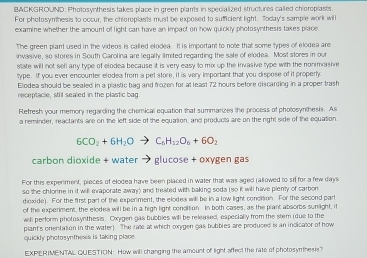 BACKGROUND: Photosynthesis takes place in green plants in specialized structures called chioroplasts. 
For photosymthesis to occur, the chleroplasts must be exposed to sufficient light. Today's sample work will 
examine whether the amount of light can have an impact on how quickly photosynthesis takes place 
The green plant used in the videos is called elodea. It is important to note that some types of elodea are 
inwasive, so stores in South Carolina are legally limited regarding the sale of elodea. Most stores in our 
state will not sell any type of elodea because it is very easy to mix up the invasive type with the nonmrasive 
type. If you ever encounter elodea from a pet store, it is very important that you dispose of it property 
Elodea should be sealed in a plastic bag and frozen for at least 72 hours before discarding in a proper trash 
receptacle, still sealed in the plastic bag 
Refresh your memory regarding the chemical equation that summarizes the process of photosynthesis. As 
a reminder, reactants are on the left side of the equation, and products are on the right side of the equation
6CO_2+6H_2Oto C_6H_12O_6+6O_2
carbon dioxide + water → glucose + oxygen gas 
For this experiment, pieces of elodea have been placed in water that was aged (allowed to siffor a few days
so the chlorine in it will evaporate away) and treated with baking soda (so it will have plenty of carbor 
dioxide). For the first part of the experment, the elodes will be in a low light concition. For the second part 
of the experiment, the elodea will be in a high light condition In both cases, as the plant absorbs sunlight, it 
willl perform photosynthesis. Cxygen gas bubbles will be released, especially from the stem (due to the 
plant's onentation in the water). The rate at which oxygen gas bubbles are produced is an incicator of how 
quickly photosynthesis is taking place 
EXPERIMENTAL QUESTION: How will changing the amount of light affect the rate of photosynthesis?