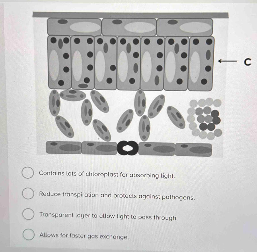 Contains lots of chloroplast for absorbing light.
Reduce transpiration and protects against pathogens.
Transparent layer to allow light to pass through.
Allows for faster gas exchange.