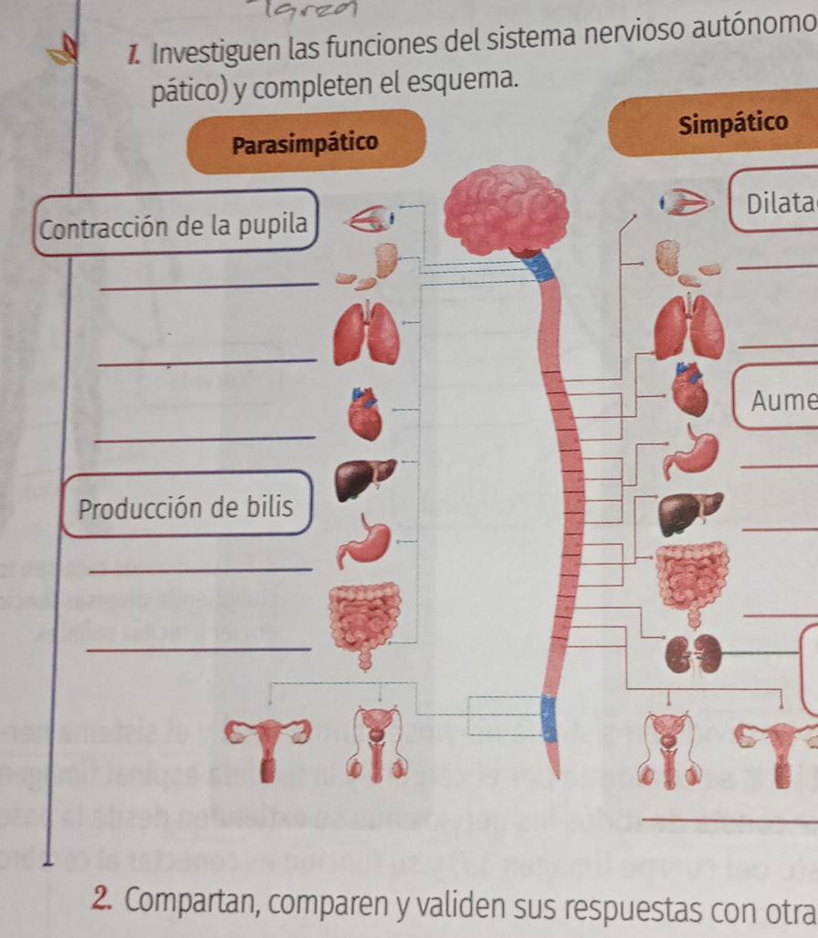 Investiguen las funciones del sistema nervioso autónomo 
el esquema. 
o 
Dilata 
_ 
_ 
Aume 
_ 
_ 
_ 
2. Compartan, comparen y validen sus respuestas con otra