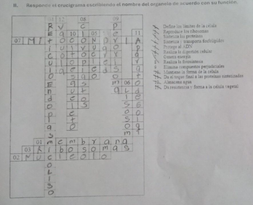 Responde el crucigrama escribiendo el nombre del organelo de acuerdo con su función.
Define los límites de la célula
Reproducé los ribosomas
Sintetza las proteínas
Sinteura y transporta fosfolípidos
Protege al ADN
Realiza la digestión celular
Genera enerzía
Realira la fotosíntesis
Elímina compuestos perjudiciales
9  Mantiene la forma de la célula
1  Da el toque final a las proteínas sintetizadas
9. Almacena agua
9  Da resistencia y forma a la célula vegetal