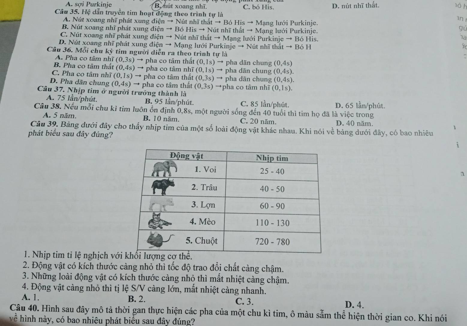 A. sợi Purkinje B, nút xoang nhĩ. C. bó His.
D. nút nhĩ thất. 1ô h
Câu 35. Hệ dẫn truyền tim hoạt động theo trình tự là
an
A. Nút xoang nhĩ phát xung điện → Nút nhĩ thất → Bó His → Mạng lưới Purkinje.
B. Nút xoang nhĩ phát xung điện → Bó His → Nút nhĩ thất → Mạng lưới Purkinje.
gù
C. Nút xoang nhĩ phát xung điện → Nút nhĩ thất → Mạng lưới Purkinje → Bó His.
ha
D. Nút xoang nhĩ phát xung điện → Mạng lưới Purkinje → Nút nhĩ thất → Bó H
Câu 36. Mỗi chu ky tim người diễn ra theo trình tự là
:
A. Pha co tâm nhĩ (0,3s) → pha co tâm thất (0,1s) → pha dãn chung (0,4s)
B. Pha co tâm thất (0,4s) → pha co tâm nhĩ (0,1s) → pha dãn chung (0,4s).
C. Pha co tâm nhĩ (0,1s) → pha co tâm thất (0,3s) → pha dãn chung (0,4s).
D. Pha dãn chung (0,4s) → pha co tâm thất (0,3s) →pha co tâm nhĩ (0,1s).
Câu 37. Nhịp tim ở người trưởng thành là
A. 75 lần/phút. B. 95 lần/phút. C. 85 lần/phút. D. 65 lần/phút.
Câu 38. Nếu mỗi chu kì tim luôn ổn định 0,8s, một người sống đến 40 tuổi thì tim họ đã là việc trong
A. 5 năm. B. 10 năm. C. 20 năm. D. 40 năm.
1
Câu 39. Bảng dưới đây cho thấy nhịp tim của một số loài động vật khác nhau. Khi nói về bảng dưới đây, có bao nhiêu
phát biểu sau đây đúng?
1
n
1. Nhịp tim tỉ lệ nghịch với
2. Động vật có kích thước càng nhỏ thì tốc độ trao đổi chất càng chậm.
3. Những loài động vật có kích thước càng nhỏ thì mất nhiệt càng chậm.
4. Động vật càng nhỏ thì tị lệ S/V càng lớn, mất nhiệt càng nhanh.
A. 1. B. 2. D. 4.
C. 3.
Câu 40. Hình sau đây mô tả thời gan thực hiện các pha của một chu kì tim, ô màu sẫm thể hiện thời gian co. Khi nói
về hình này, có bao nhiêu phát biểu sau đây đúng?