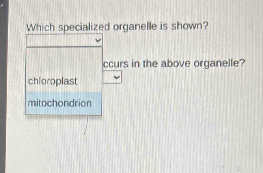 Which specialized organelle is shown?
ccurs in the above organelle?
chloroplast
mitochondrion