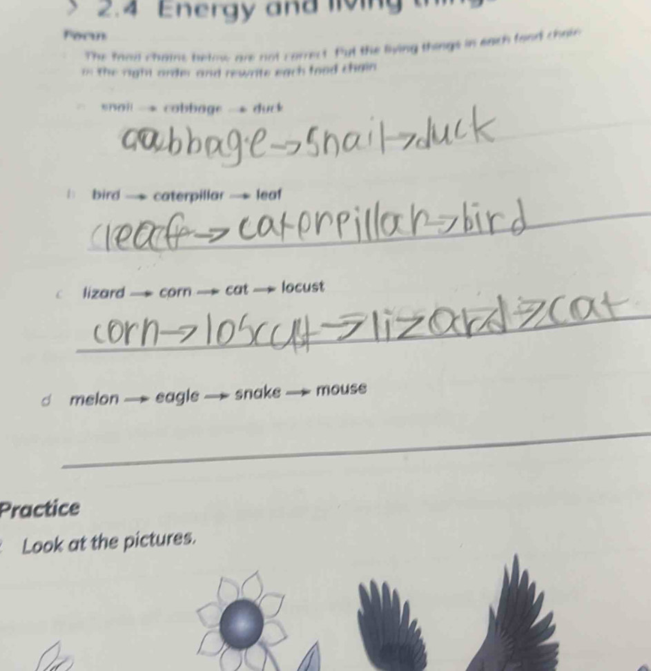 2.4 Energy and living 
Foci 
The mad chains betow are not correct. Put the living things in each food choin 
i the right order and rewrite each food chain 
_ 
snoil - cobbage - duck 
_ 
bird — caterpillar — leaf 
c lizard — corn — cat — locust 
_ 
d melon eagle — snake — mouse 
_ 
Practice 
Look at the pictures.