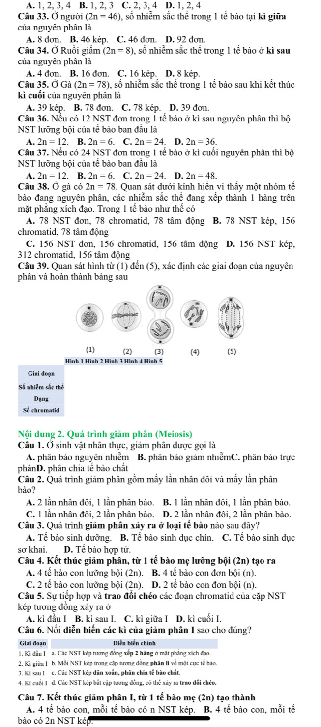 A. 1, 2, 3, 4 B. 1, 2, 3 C. 2, 3, 4 D. 1, 2, 4
Câu 33. Ở người (2n=46) 0, số nhiễm sắc thể trong 1 tế bào tại kì giữa
của nguyên phân là
A. 8 đơn. B. 46 kép. C. 46 đơn. D. 92 đơn.
Câu 34. Ở Ruồi giấm (2n=8) , số nhiễm sắc thể trong 1 tế bào ở kì sau
của nguyên phân là
A. 4 đơn. B. 16 đơn. C. 16 kép. D. 8 kép.
Câu 35. Ở Gà (2n=78) 0, số nhiễm sắc thể trong 1 tế bào sau khi kết thúc
kì cuối của nguyên phân là
A. 39 kép. B. 78 đơn. C. 78 kép. D. 39 đơn.
Câu 36. Nếu có 12 NST đơn trong 1 tế bào ở kì sau nguyên phân thì bộ
NST lưỡng bội của tế bào ban đầu là
A. 2n=12. B. 2n=6. C. 2n=24. D. 2n=36.
Câu 37. Nếu có 24 NST đơn trong 1 tế bào ở kì cuối nguyên phân thì bộ
NST lưỡng bội của tế bào ban đầu là
A. 2n=12.. B. 2n=6. C. 2n=24. D. 2n=48.
Câu 38. Ở gà có 2n=78 S. Quan sát dưới kính hiền vi thấy một nhóm tế
bào đang nguyên phân, các nhiễm sắc thể đang xếp thành 1 hàng trên
mặt phăng xích đạo. Trong 1 tế bào như thế có
A. 78 NST đơn, 78 chromatid, 78 tâm động B. 78 NST kép, 156
chromatid, 78 tâm động
C. 156 NST đơn, 156 chromatid, 156 tâm động D. 156 NST kép,
312 chromatid, 156 tâm động
Câu 39. Quan sát hình từ (1) đến (5), xác định các giai đoạn của nguyên
phân và hoàn thành bảng sau
Giai đoạn
Số nhiễm sắc thể
Dạng
Số chromatid
N ội dung 2. Quá trình giảm phân (Meiosis)
Câu 1. Ở sinh vật nhân thực, giảm phân được gọi là
A. phân bào nguyên nhiễm B. phân bào giảm nhiễmC. phân bào trực
phânD. phân chia tế bào chất
Câu 2. Quá trình giảm phân gồm mấy lần nhân đôi và mấy lần phân
bào?
A. 2 lần nhân đôi, 1 lần phân bào. B. 1 lần nhân đôi, 1 lần phân bào.
C. 1 lần nhân đôi, 2 lần phân bào. D. 2 lần nhân đôi, 2 lần phân bào.
Câu 3. Quá trình giảm phân xảy ra ở loại tế bào nào sau đây?
A. Tế bào sinh dưỡng. B. Tế bào sinh dục chín. C. Tế bào sinh dục
sơ khai. D. That e bào hợp tử.
Câu 4. Kết thúc giảm phân, từ 1 tế bào mẹ lưỡng bội (2n) tạo ra
A. 4 tế bào con lưỡng bội (2n). B. 4 tế bào con đơn bội (n).
C. 2 tế bào con lưỡng bội (2n). D. 2 tế bào con đơn bội (n).
Câu 5. Sự tiếp hợp và trao đổi chéo các đoạn chromatid của cặp NST
kép tương đồng xảy ra ở
A. kì đầu I B. kì sau I. C. kì giữa I D. kì cuối I.
Câu 6. Nổi diễn biển các kì của giảm phân I sao cho đúng?
Giai đoạn Diễn biến chính
1. Kỉ đầu I  a. Các NST kép tương đồng xếp 2 hàng ở mặt phẳng xích đạo.
2. Kì giữa I b. Mỗi NST kép trong cặp tương đồng phân li về một cực tế bảo.
3. Kì sau I c. Các NST kép dãn xoắn, phân chia tế bào chất.
4. Kỉ cuối I d. Các NST kép bắt cặp tương đồng, có thể xây ra trao đổi chéo.
Câu 7. Kết thúc giảm phân I, từ 1 tế bào mẹ (2n) tạo thành
A. 4 tế bào con, mỗi tế bào có n NST kép. B. 4 tế bào con, mỗi tế
bào có 2n NST kép