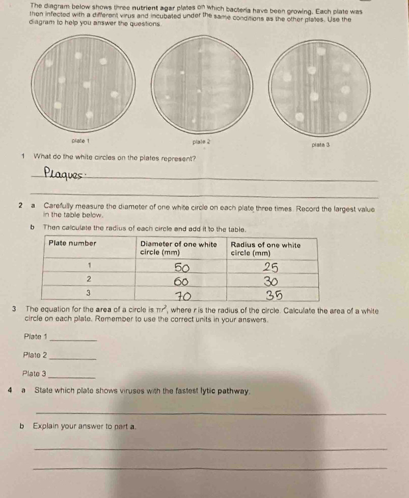 The diagram below shows three nutrient agar plates on which bacteria have been growing. Each plate was 
then infected with a different virus and incubated under the same conditions as the other plates. Use the 
diagram to help you answer the questions. 
plate 2 
1 What do the white circles on the plates represent? 
_ 
_ 
2 a Carefully measure the diameter of one white circle on each plate three times Record the largest value 
in the table below. 
b Then calculate the radius of each circle and add it to the table. 
3 The equation for the area of a circle is π r^2 , where ris the radius of the circle. Calculate the area of a white 
circle on each plate. Remember to use the correct units in your answers. 
Plate 1_ 
Plate 2_ 
Plate 3 
_ 
4 a State which plate shows viruses with the fastest lytic pathway. 
_ 
b Explain your answer to part a. 
_ 
_