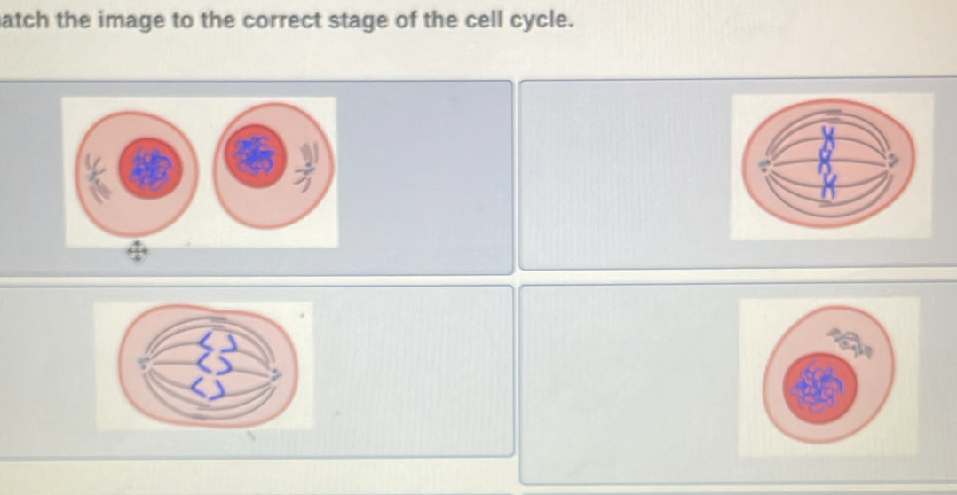 atch the image to the correct stage of the cell cycle.