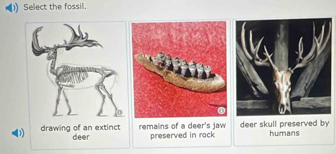 Select the fossil.
) drawing of an extinct remains of a deer's jaw deer skull preserved by
deer preserved in rock humans