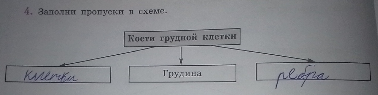 Залолни пропуски в схеме. 
Кости грудной клеτки 
Γрудина