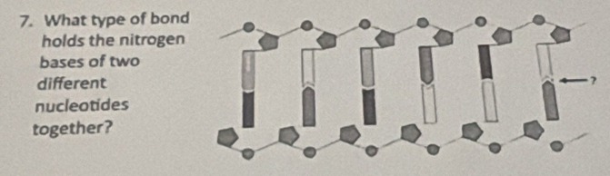 What type of bond 
holds the nitrogen 
bases of two 
different 
nucleotides 
together?