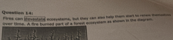 Fires can devastate ecosystems, but they can also help them start to renew themselves 
over time. A fire burned part of a forest ecosystem as shown in the diagram,