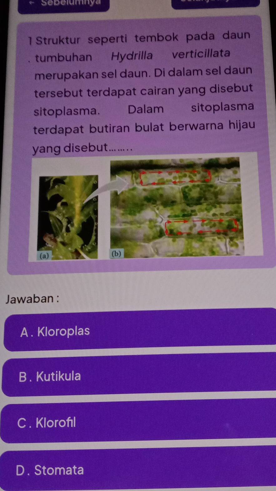 Sepelumnya
1 Struktur seperti tembok pada daun
tumbuhan Hydrilla verticillata
merupakan sel daun. Di dalam sel daun
tersebut terdapat cairan yang disebut
sitoplasma. Dalam sitoplasma
terdapat butiran bulat berwarna hijau
yang disebut... .... . .
(a) 
Jawaban :
A . Kloroplas
B . Kutikula
C . Klorofıl
D. Stomata