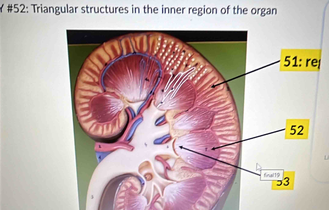 #52: Triangular structures in the inner region of the organ