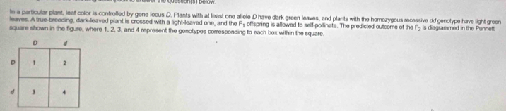 In a particular plant, leaf color is controlled by gene locus D. Plants with at least one allele D have dark green leaves, and plants with the homozygous recessive dd genotype have light green 
leaves. A true-breeding, dark-leaved plant is crossed with a light-leaved one, and the F_1 offspring is allowed to self-pollinate. The predicted outcome of the F_2
square shown in the figure, where 1, 2, 3, and 4 represent the genotypes corresponding to each box within the square. is diagrammed in the Punnett